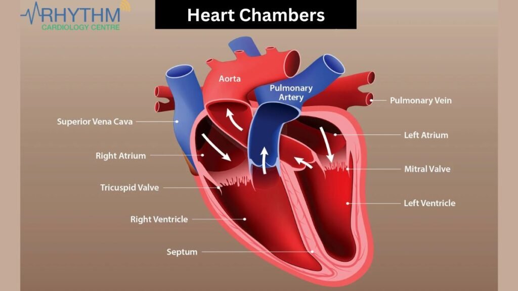 Cardiologists