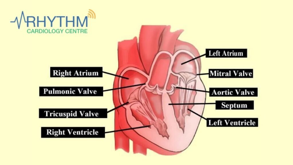 Cardiologists